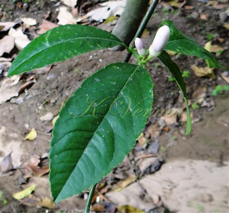 Leaves and Floral buds